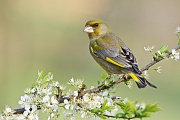 Übersichtsbild der Kategorie Favoriten-Neue Aufnahmen