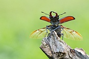 Übersichtsbild der Kategorie Sonstige Wirbellose