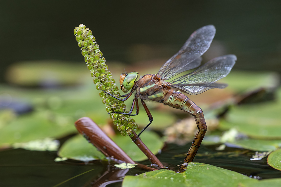 Keilflecklibelle, Aeshna isoceles