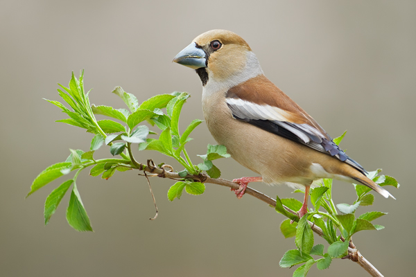 Kernbeisser, Coccothraustes coccothraustes