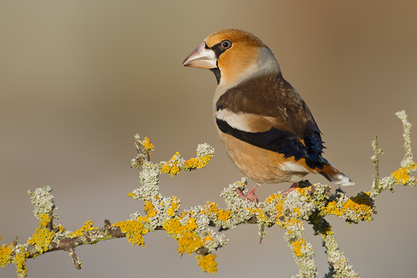 Kernbeisser, Coccothraustes coccothraustes