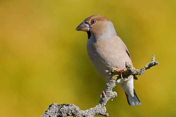 Kernbeisser, Coccothraustes coccothraustes