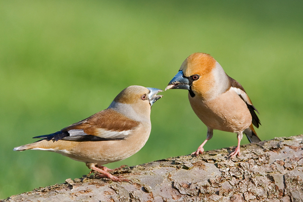 Kernbeißer, Coccothraustes coccothraustes