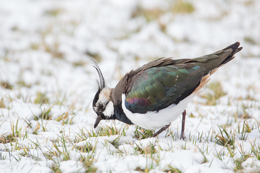 Kiebitz, Vanellus vanellus