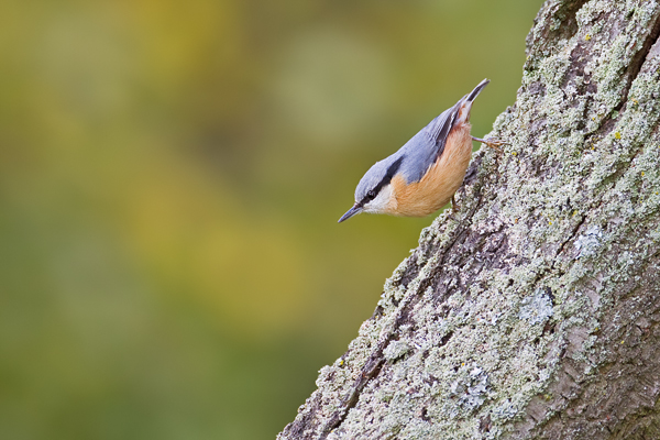 Kleiber, Sitta europaea