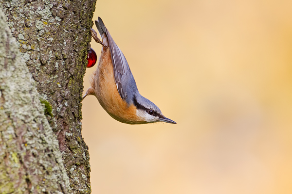 Kleiber, Sitta europaea