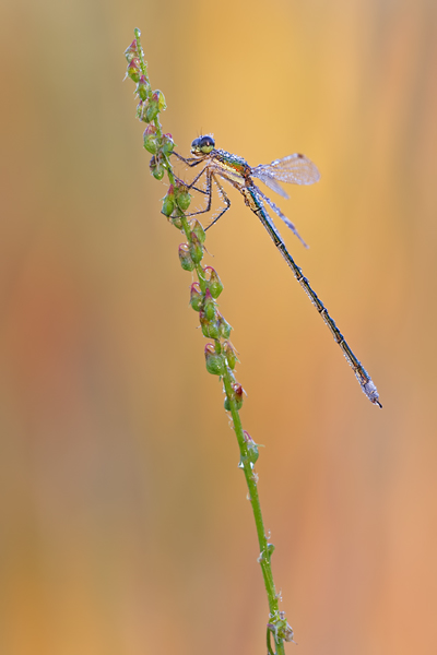 Kleine Binsenjungfer, Lestes virens