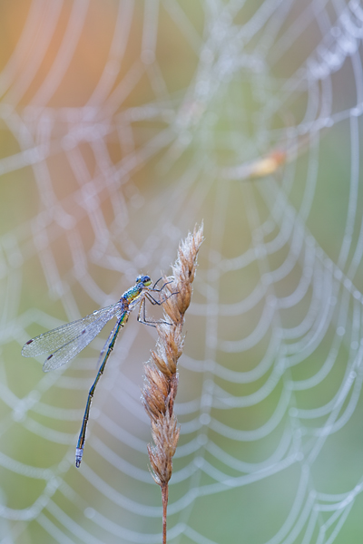 Kleine Binsenjungfer, Lestes virens