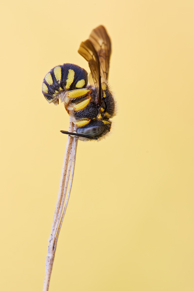 Kleine Harzbiene, Anthidium strigatum