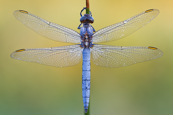 Kleiner Blaupfeil, Orthetrum coerulescens