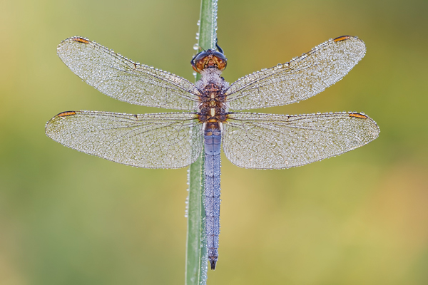 Kleiner Blaupfeil, Orthetrum coerulescens