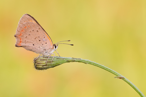 Kleiner Feuerfalter, Lycaena phlaeas