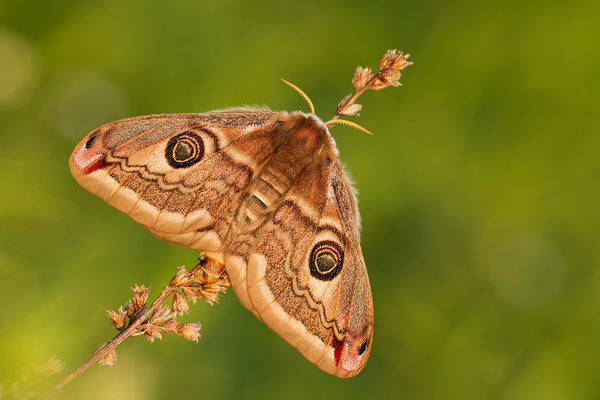 Kleines Nachtpfauenauge, Saturnia pavonia