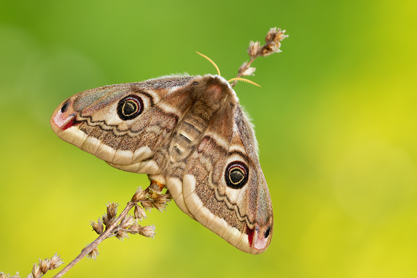 Kleines Nachtpfauenauge, Saturnia pavonia