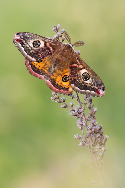 Kleines Nachtpfauenauge, Saturnia pavonia