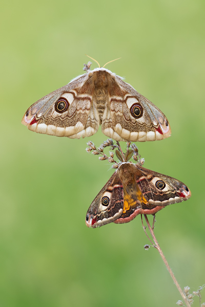 Kleines Nachtpfauenauge, Saturnia pavonia