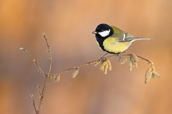 Kohlmeise, Parus major