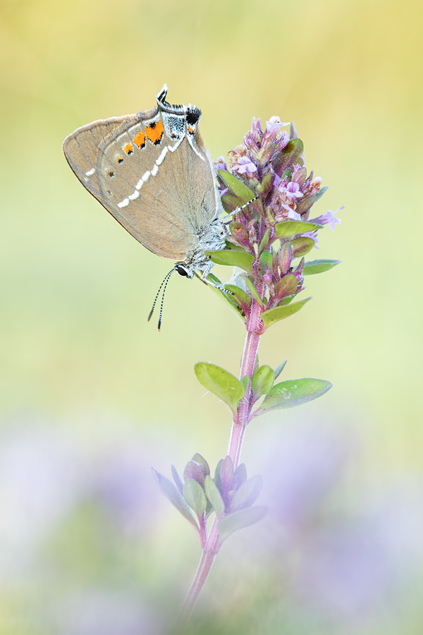 Kreuzdorn-Zipfelfalter, Satyrium spini