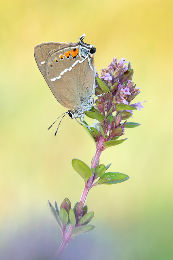 Kreuzdorn-Zipfelfalter, Satyrium spini