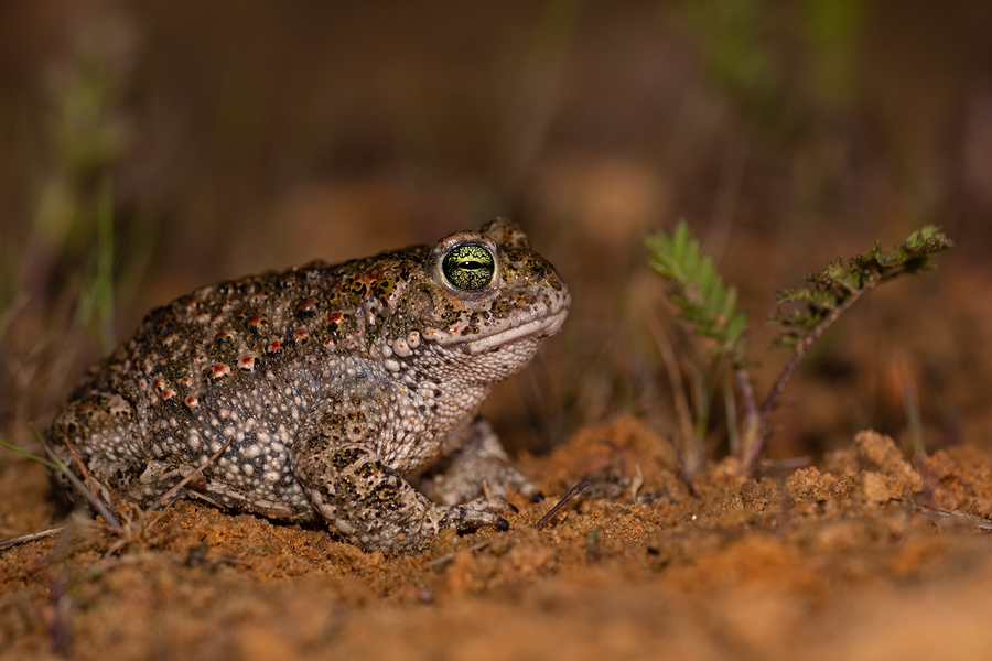 Kreuzkröte, Bufo calamita