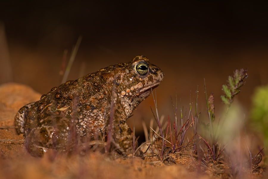 Kreuzkröte, Bufo calamita