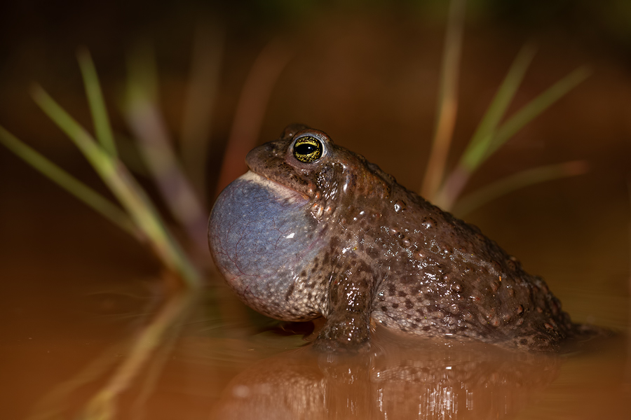 Kreuzkröte, Bufo calamita