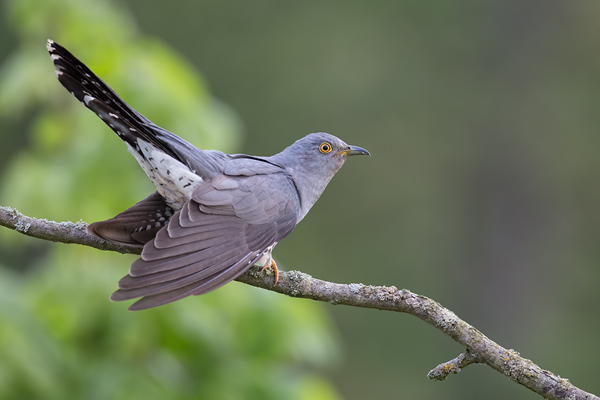 Kuckuck, Cuculus canorus