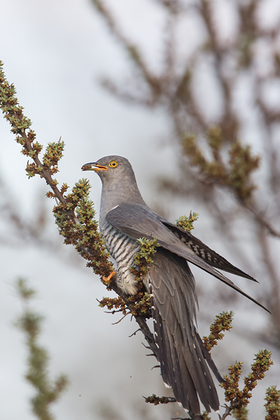 Kuckuck, Cuculus canorus