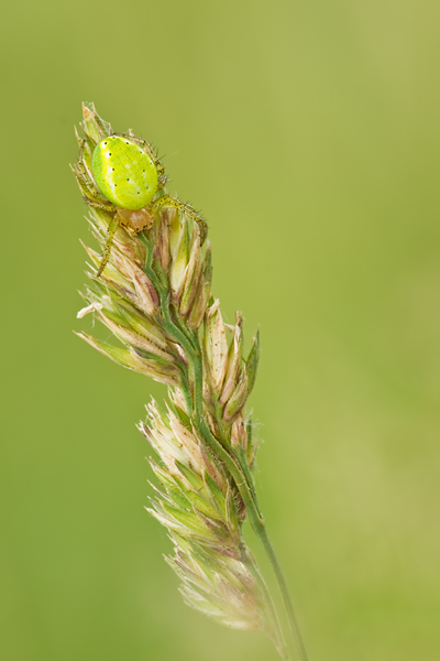 Kürbisspinne, Araniella cucurbitina