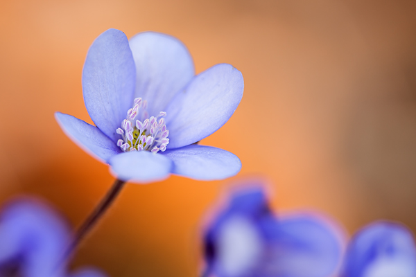Leberblümchen, Hepatica nobilis
