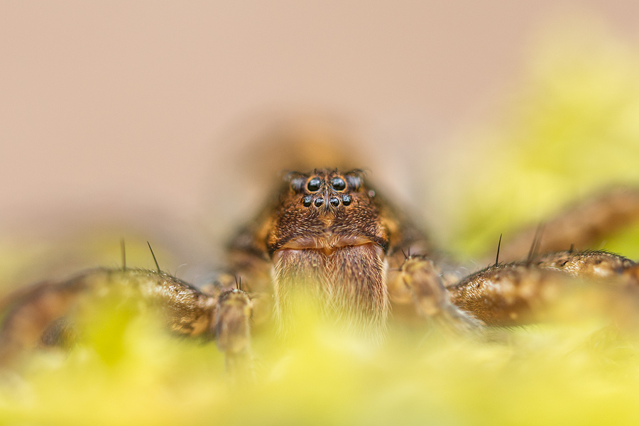 Listspinne, Pisaura mirabilis