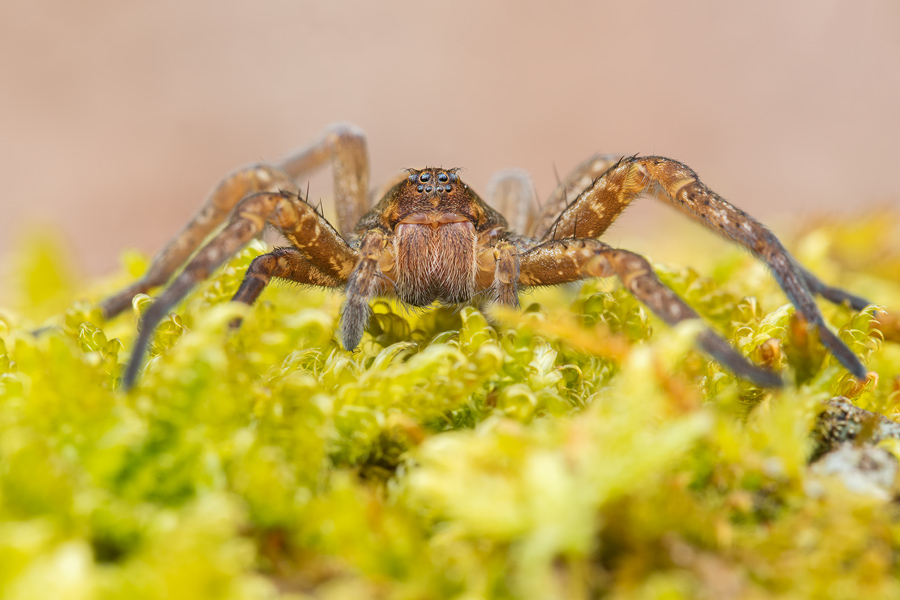 Listspinne, Pisaura mirabilis