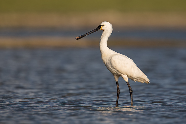 Löffler, Platalea leucorodia