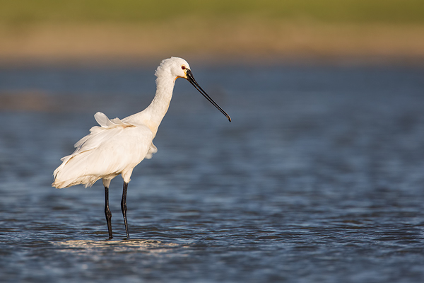 Löffler, Platalea leucorodia