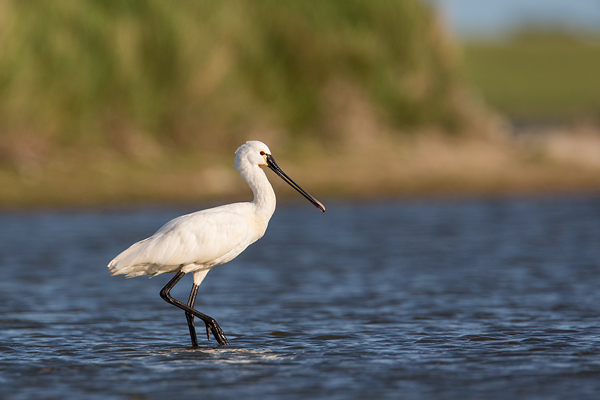 Löffler, Platalea leucorodia