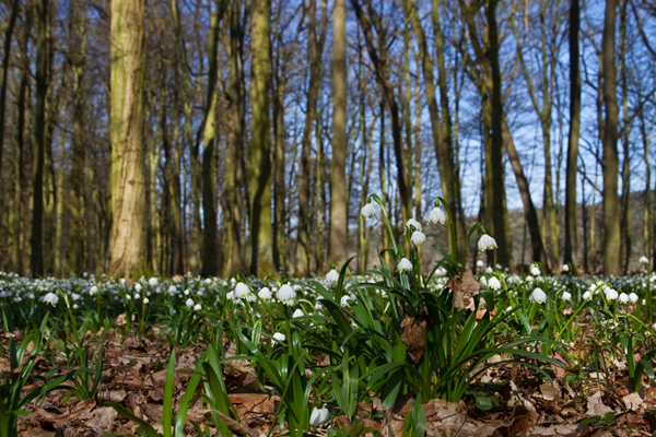 Märzenbecher, Leucojum vernum