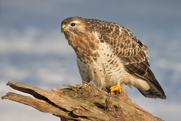 Mäusebussard, Buteo buteo
