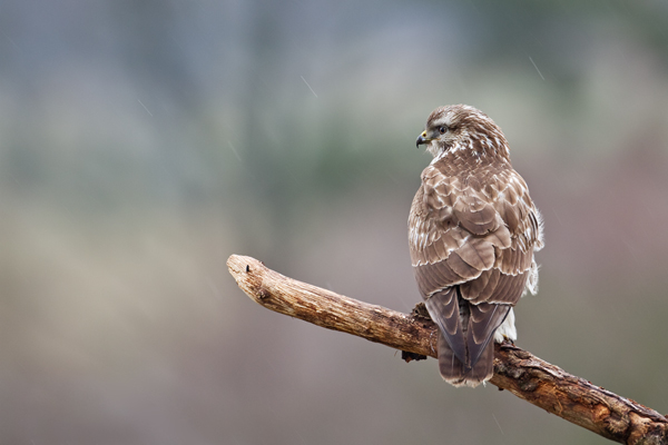 Mäusebussard, Buteo buteo