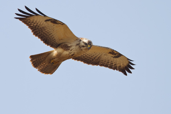 Mäusebussard, Buteo buteo