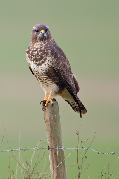 Mäusebussard, Buteo buteo