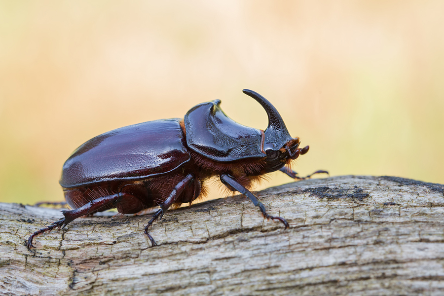 Nashornkäfer, Oryctes nasicornis