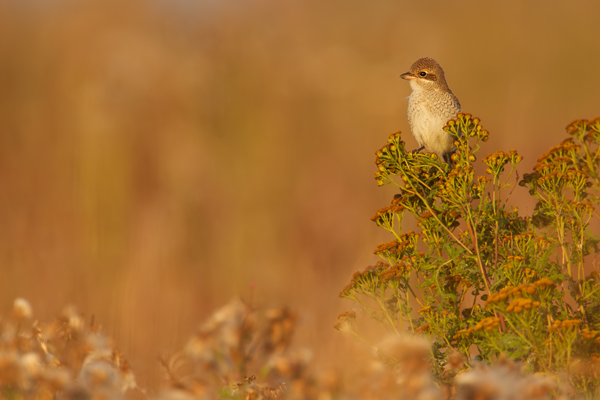 Neuntöter, Lanius collurio