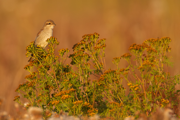 Neuntöter, Lanius collurio