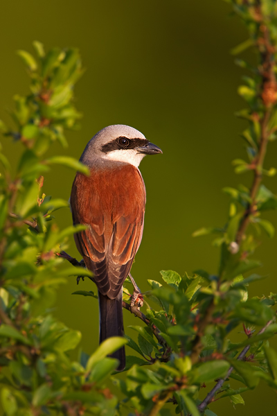 Neuntöter, Lanius collurio