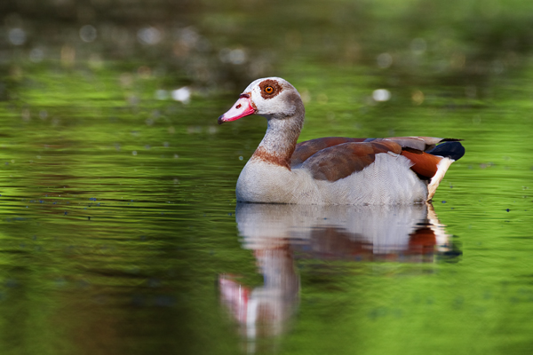Nilgans, Alopochen aegyptiacus