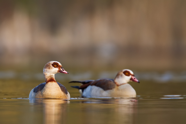 Nilgans, Alopochen aegyptiacus