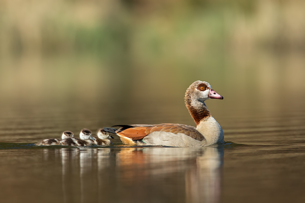 Nilgans, Alopochen aegyptiacus