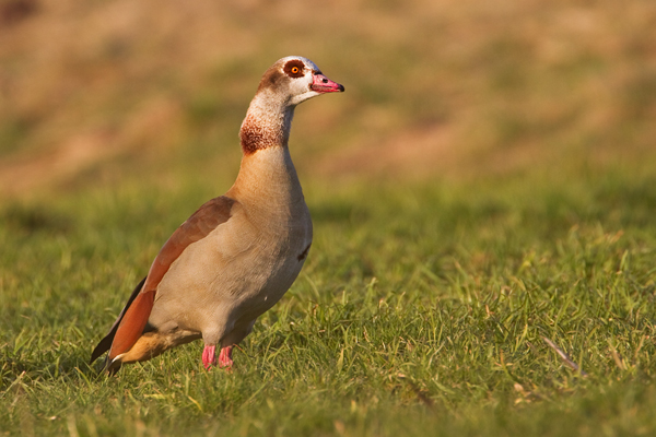 Nilgans, Alopochen aegyptiacus