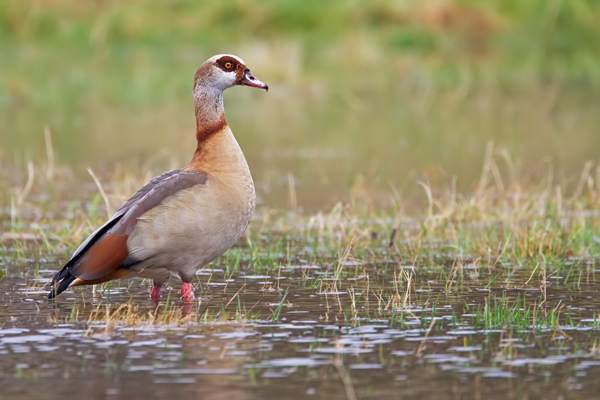 Nilgans, Alopochen aegyptiacus