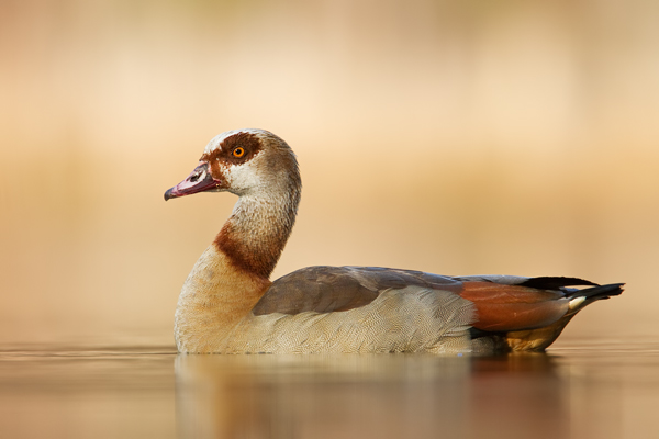 Nilgans, Alopochen aegyptiacus